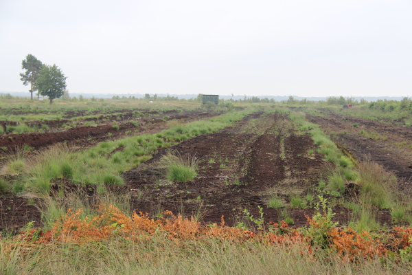  Goldenstedter Moor: Goldenstedter Moor