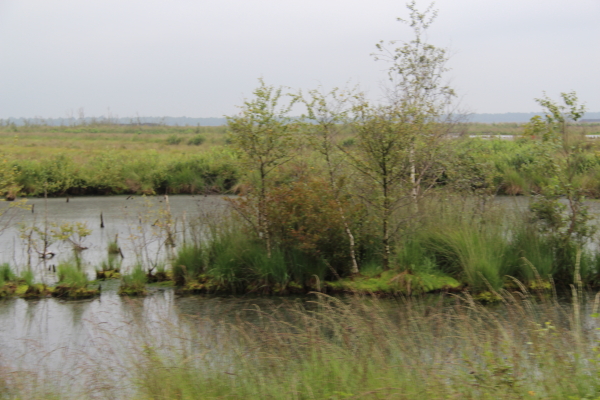  Goldenstedter Moor: Goldenstedter Moor