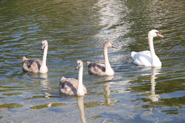 Wien: Schwäne auf der Donauinsel